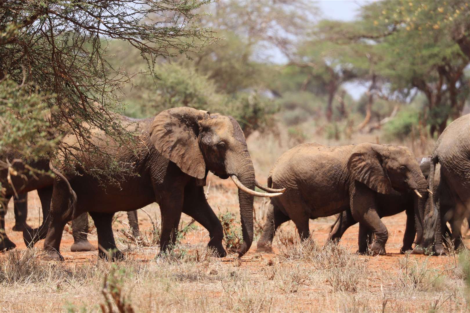 Elephants are at risk from poaching for ivory (Lydia Tiller/Save The Elephants/PA)