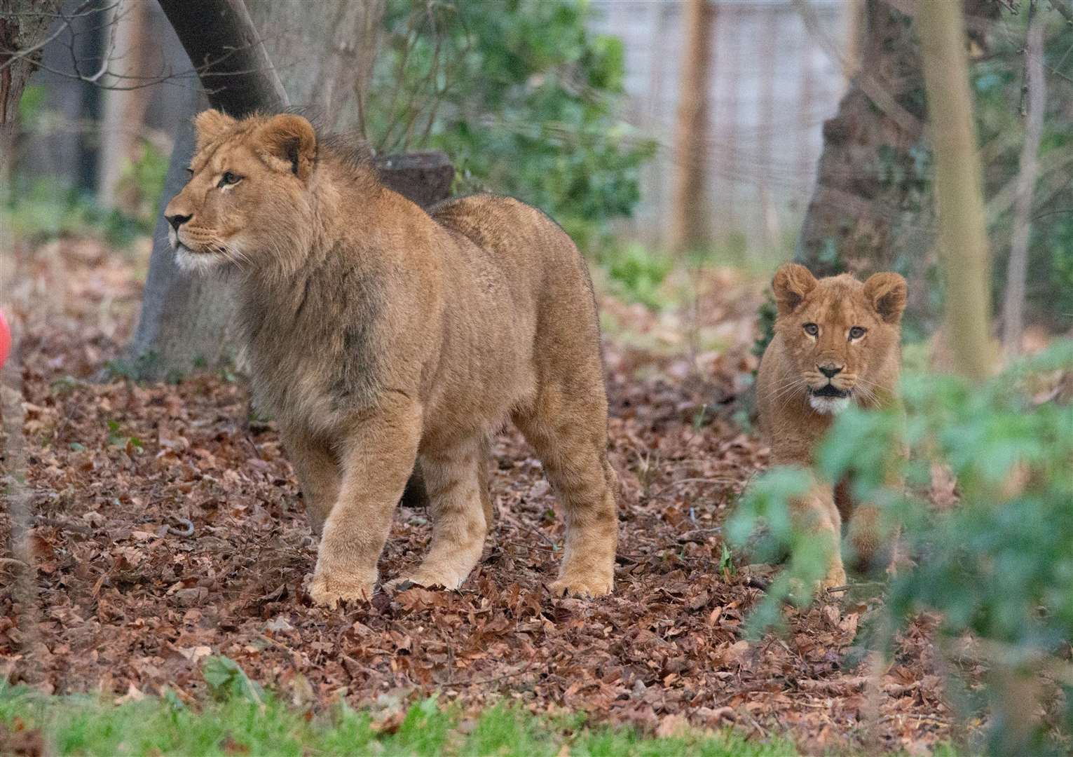 Azi and Zazu, two sibling lion cubs born in Kent, were sent to the Lover Lions Alive sanctuary in South Africa by the Aspinall Foundation. Picture: Howletts