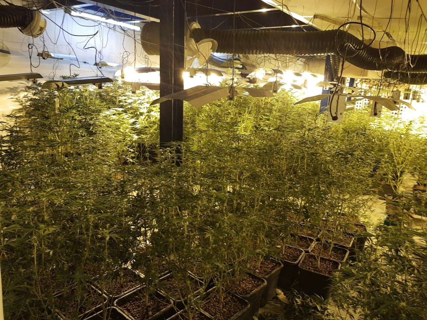 The plants were found after a stop-check (Sussex Police/PA)