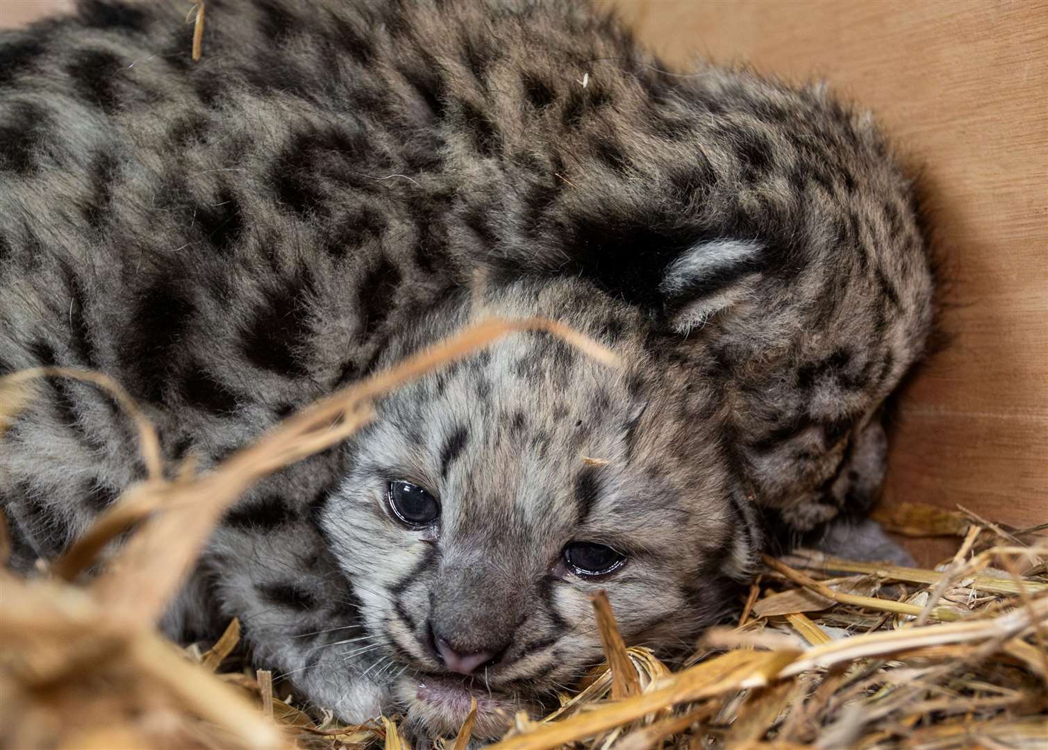 The pair of snow leopards snuggle up. Picture: Jack Valpy