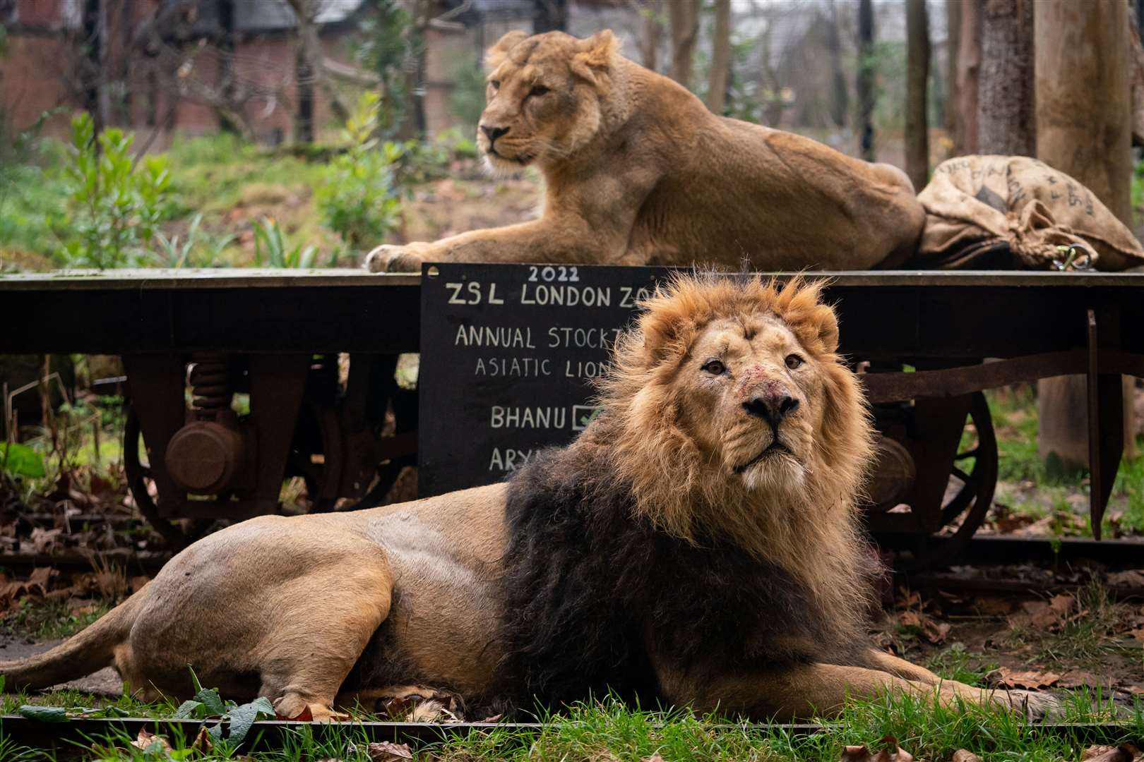 Asiatic lions at ZSL London Zoo (Aaron Chown/PA)