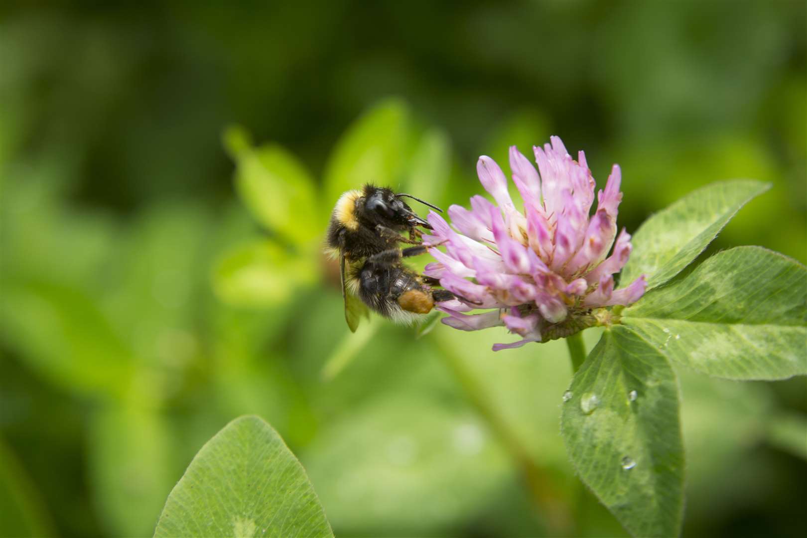 The number of invertebrate species have been boosted by nature friendly farming (John Miller/National Trust/PA)