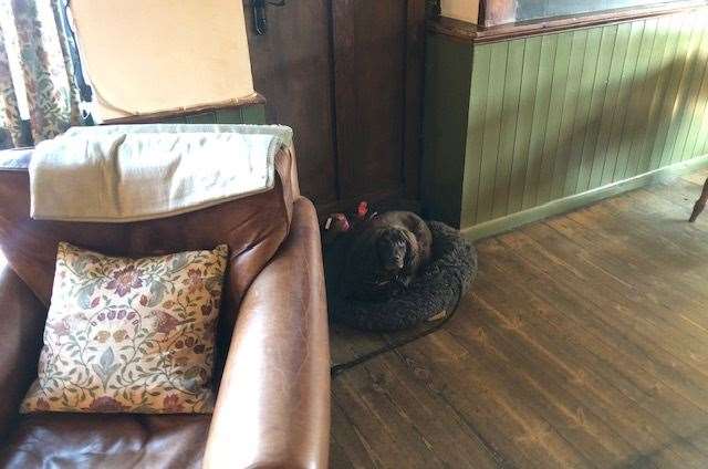 Pub dog, Chester the cocker spaniel, is as welcoming as everyone else in the pub