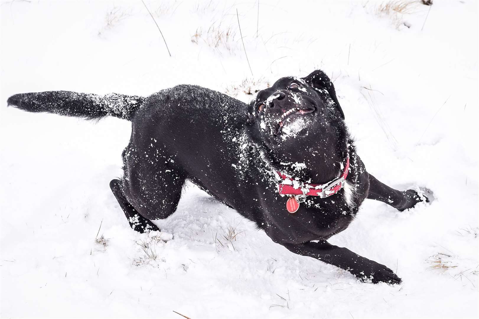 Scientists found one-year-old Labradors are similar to 30-year-old humans when it comes to epigenetic ageing (Ben Birchall/PA)