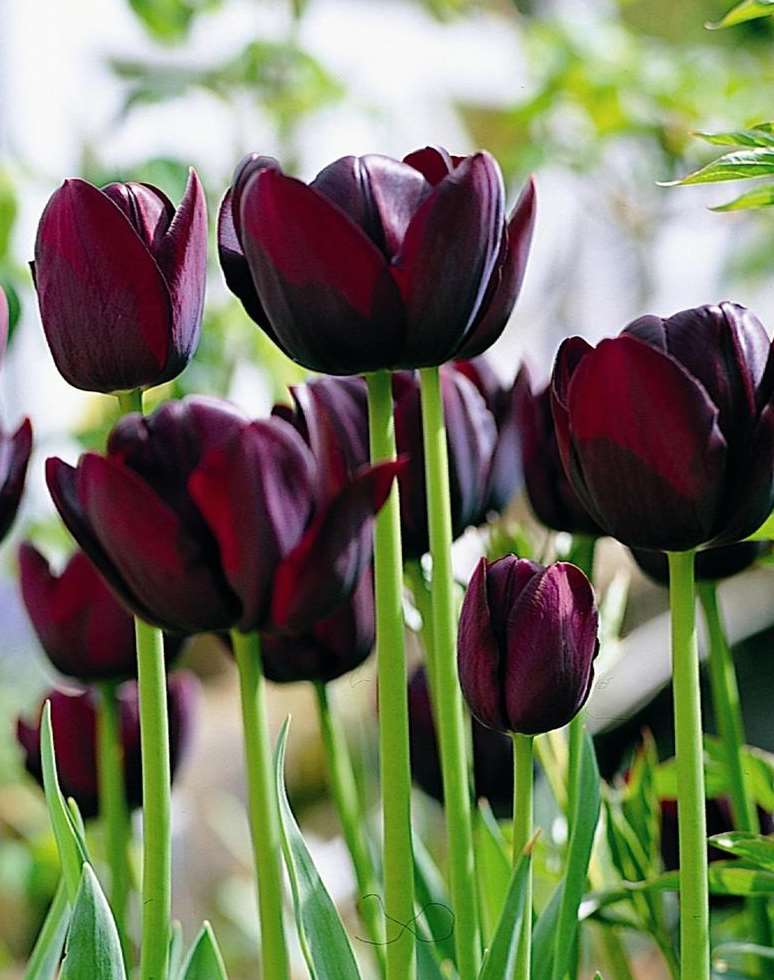'Queen of Night' tulips