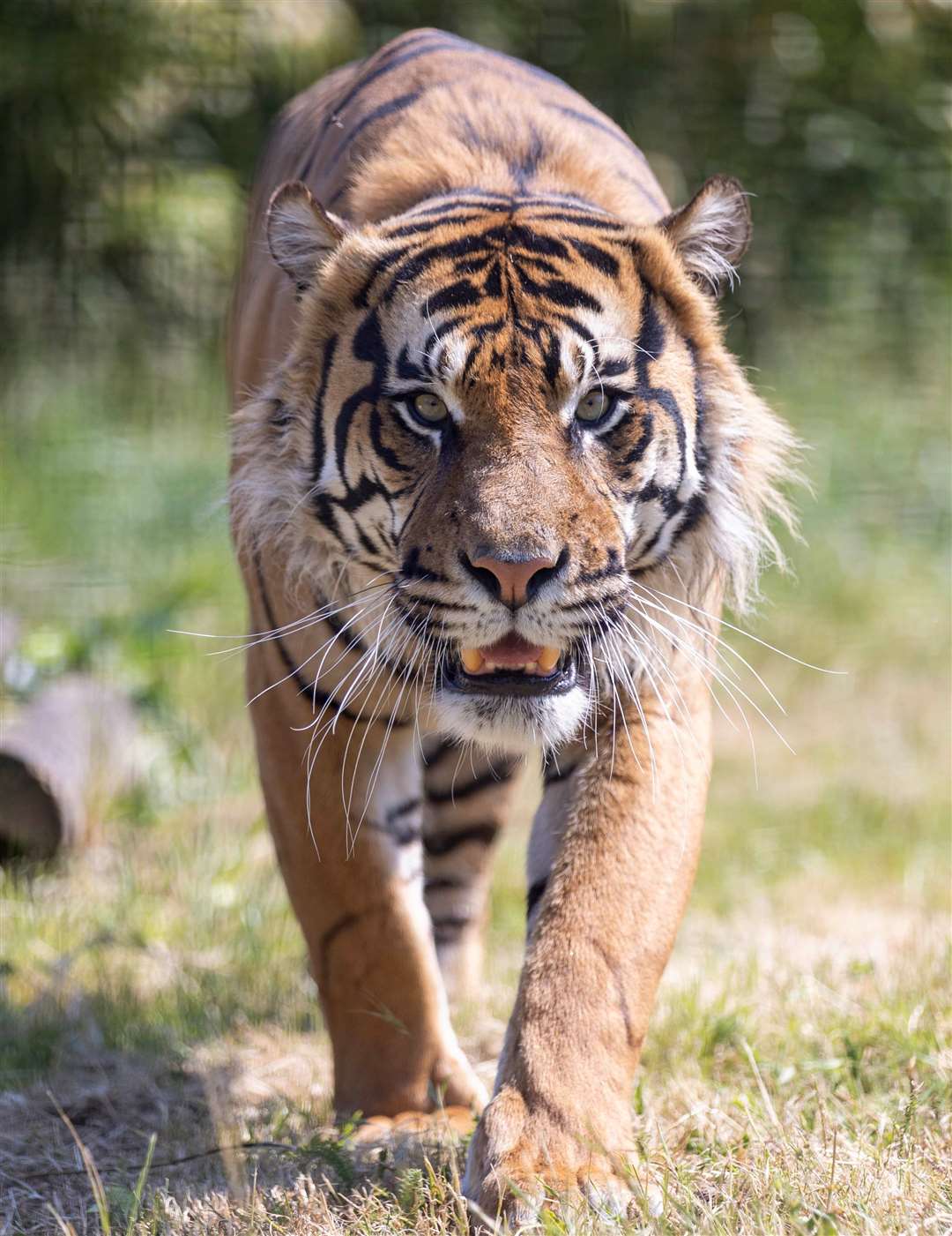 Sumatran tiger at Howletts Wild Animal Park, near Canterbury, Kent. Picture by Steve Reigate