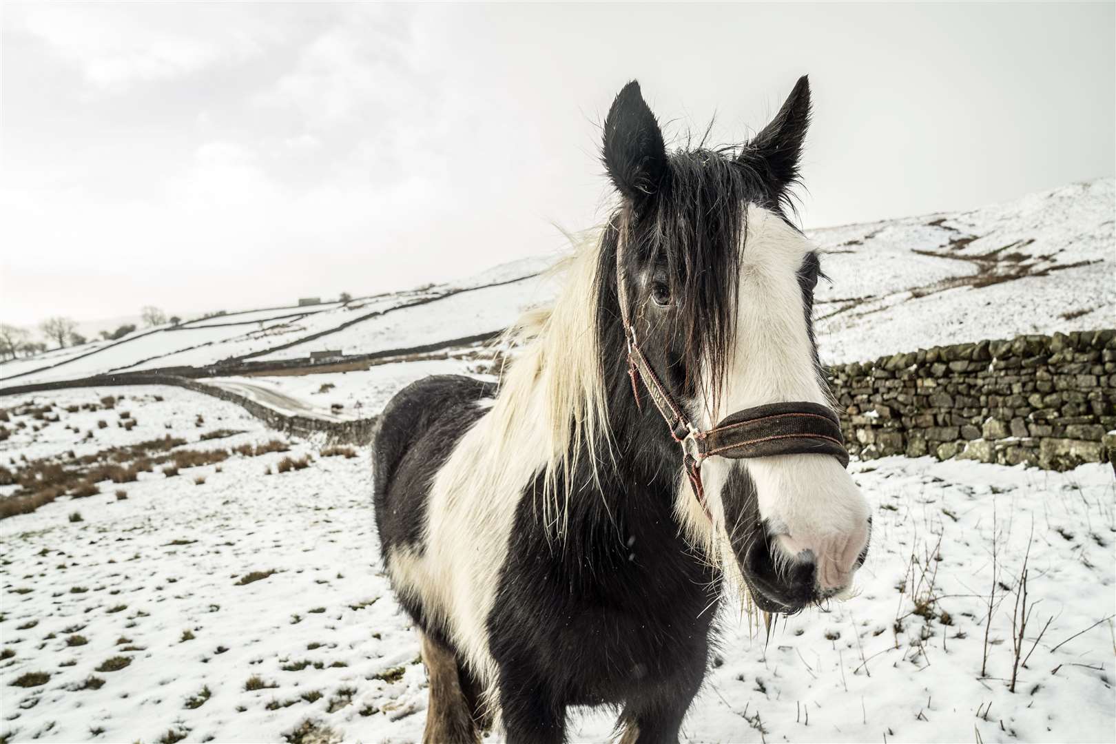 A horse in snowy conditions near Reeth, North Yorkshire (Danny Lawson/PA)