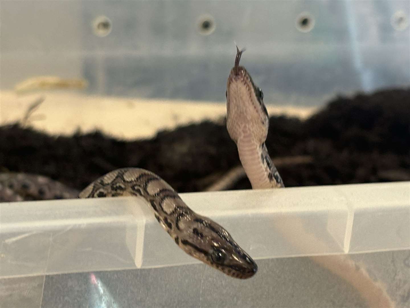 Reptile specialist Peter Quinlan will now try to identify the sex of the 14 baby snakes at City of Portsmouth College (City of Portsmouth College/PA)