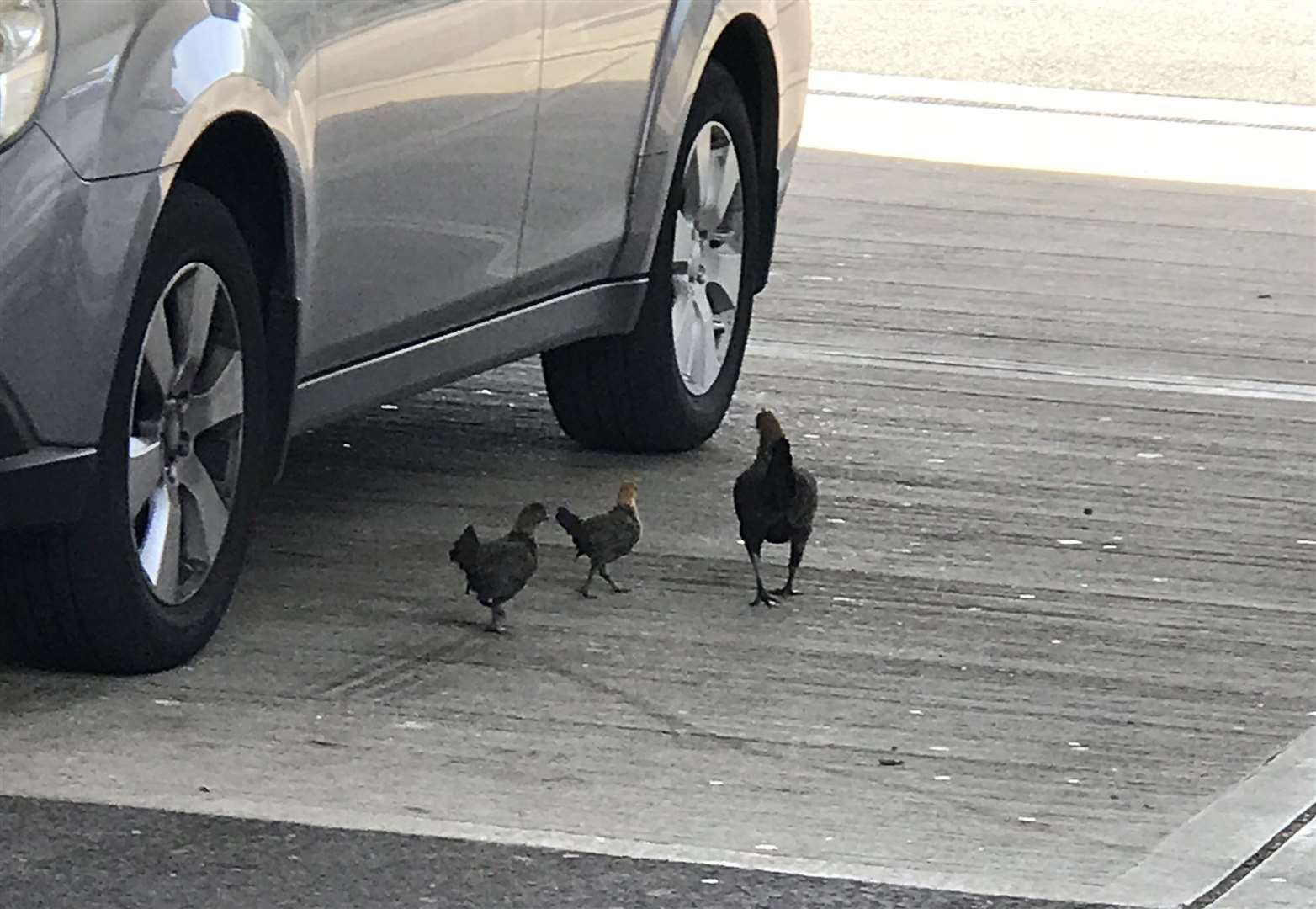 The chickens on the loose at Clacket Lane Services, near Westerham. Picture: RSPCA