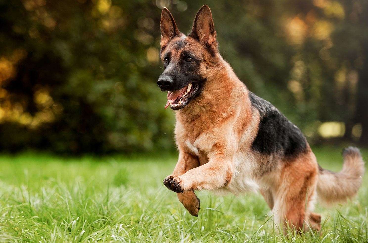 A German Shepherd Huskey crossbreed left a woman needing 100 stitches to her face. Picture: Stock