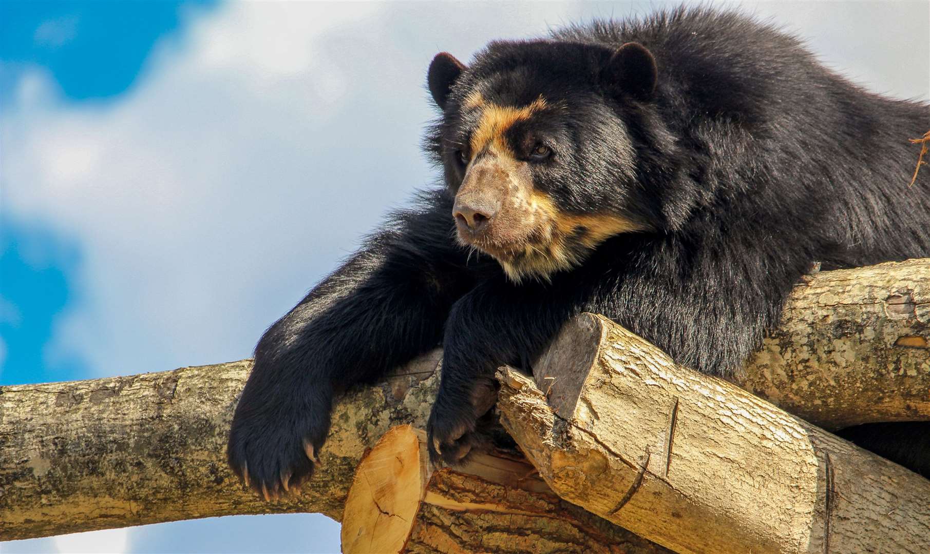 Win an overnight stay at Port Lympne Hotel and Reserve's Bear Lodge. Picture: Aspinall Foundation