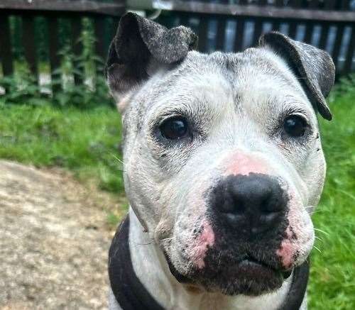 Reggie the Staffie. Picture: Last Chance Animal Rescue