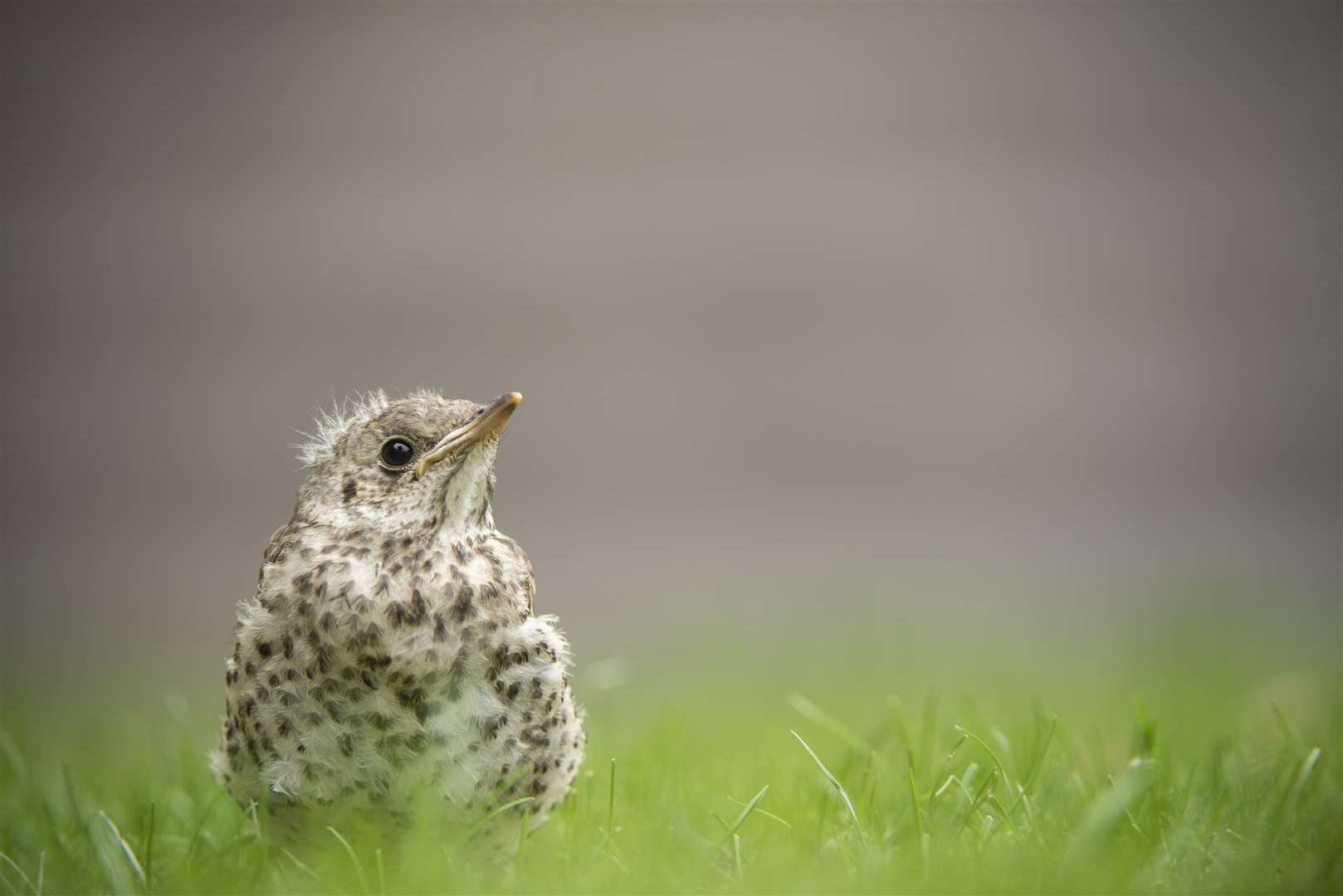 It's not unusual for baby birds who have recently braved leaving their nest to be seen on the ground