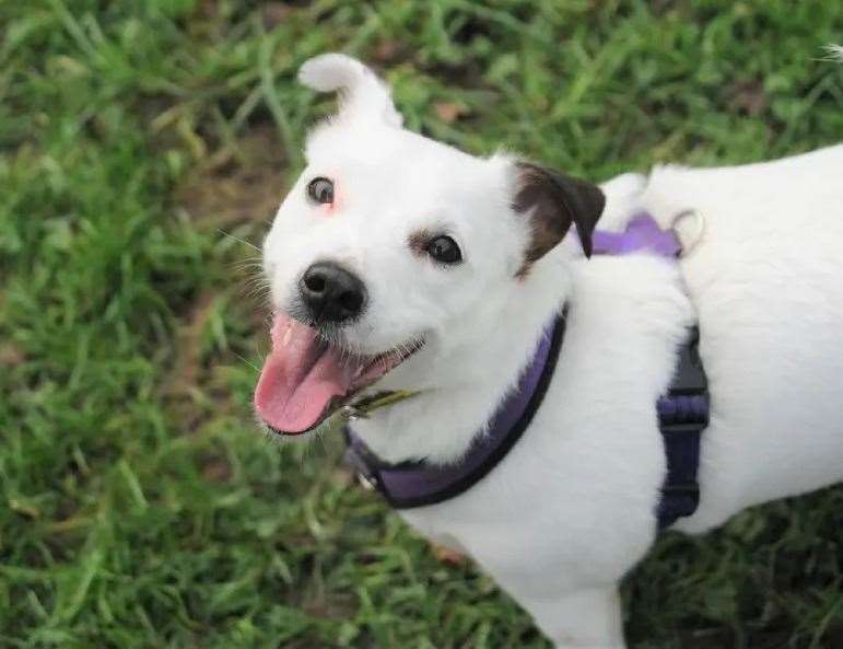 23 dogs in Kent searching for a forever home