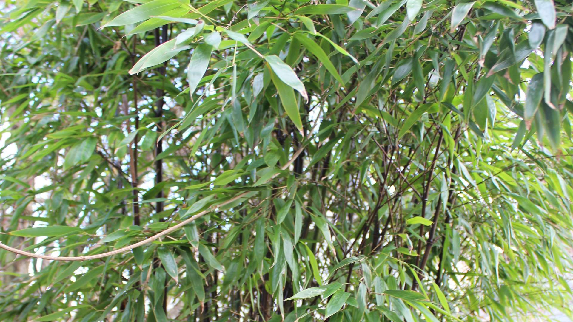 Phyllostachys nigra