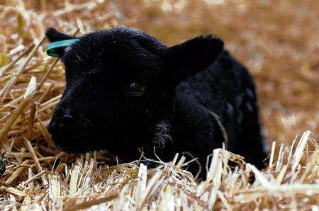 A new arrival at the Rare Breeds Centre, Woodchurch