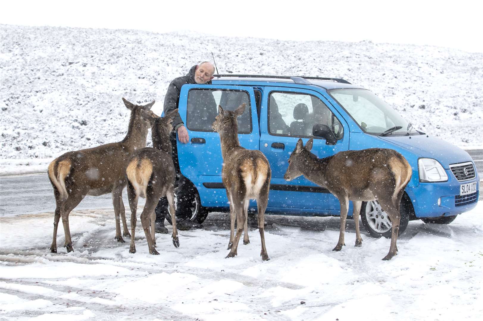 A motorist stops to take a closer look at the red deer (Jane Barlow/PA)