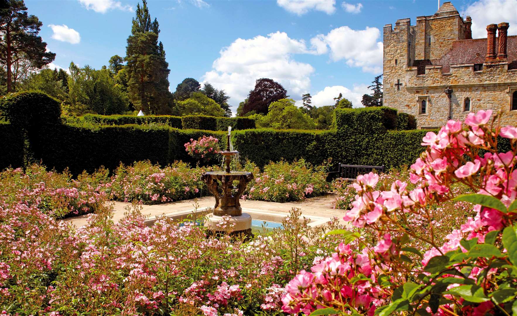 Growing roses - expert tips from Hever Castle rose garden - The