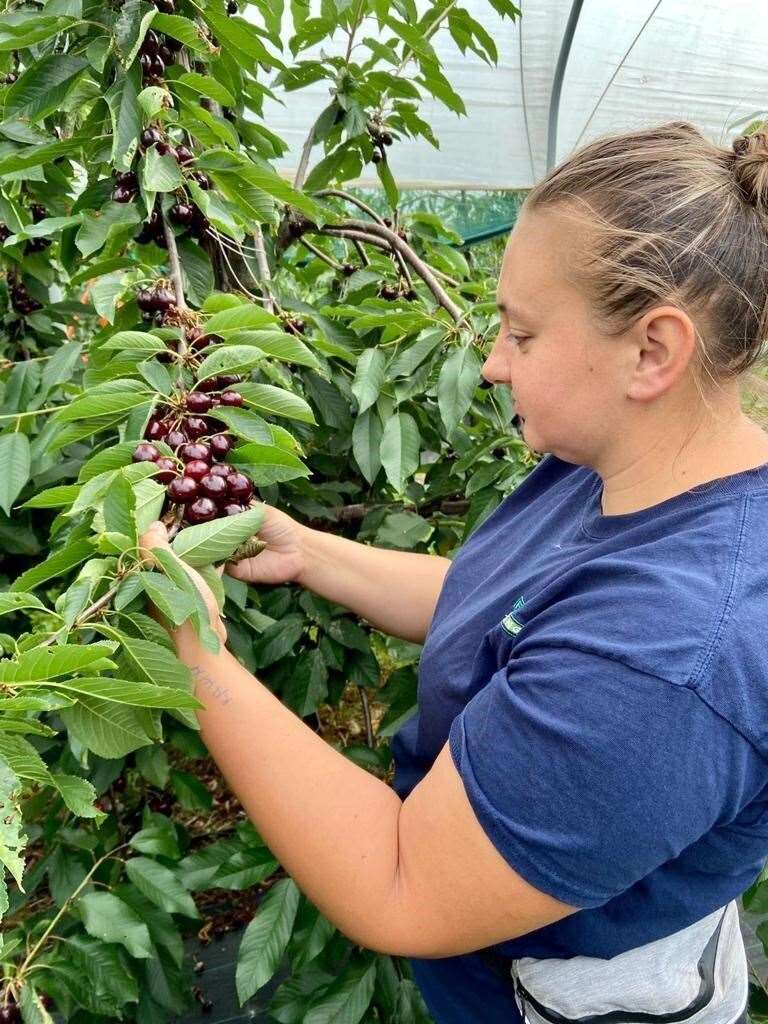 A fruit picker at Norton Farm in Sittingbourne, Kent, run by FGA Farming, the UK’s largest cherry grower (FGA Farming/PA)