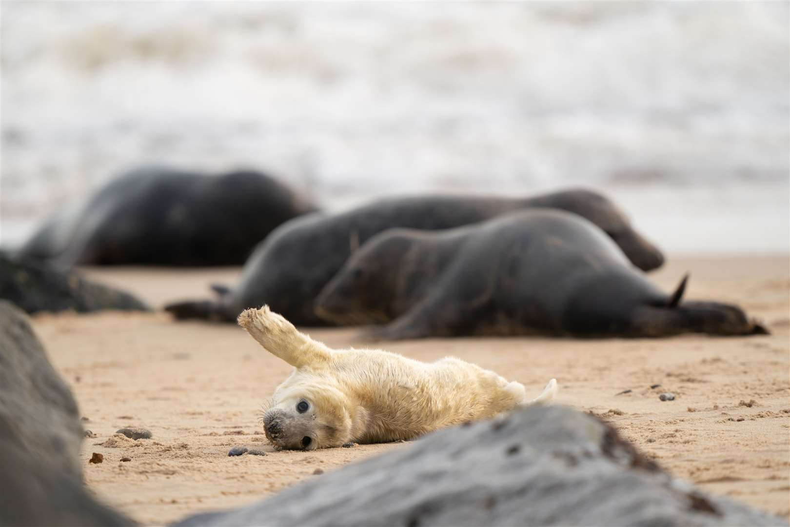 Horsey Beach is one the UK’s most important sites for the seals (Joe Giddens/PA)