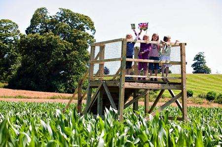 The maize maze at Penshurst Place is in the shape of a crown. Picture: Craig Prentis Photography