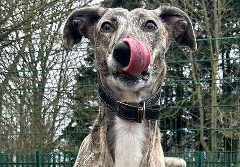 Lovely Lily the lurcher. Picture: Last Chance Animal Rescue