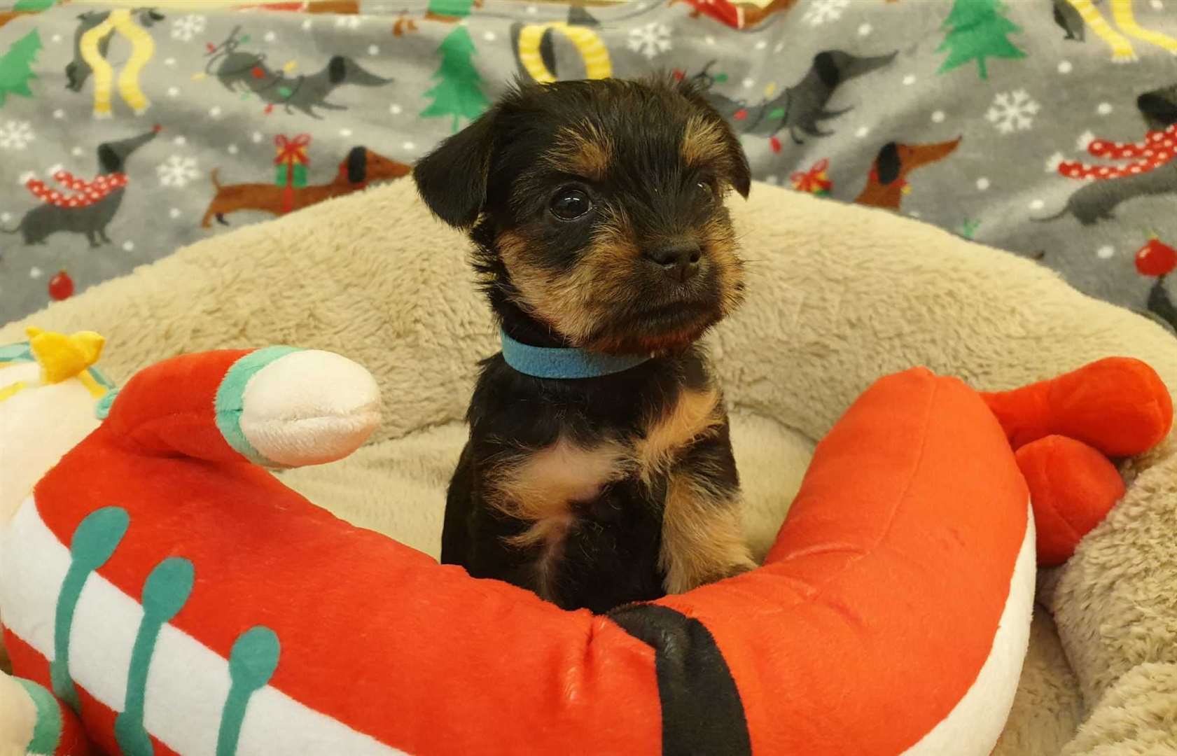 Lumi (Finnish for Snow) is the only male in the litter. Picture: Dogs Trust Canterbury