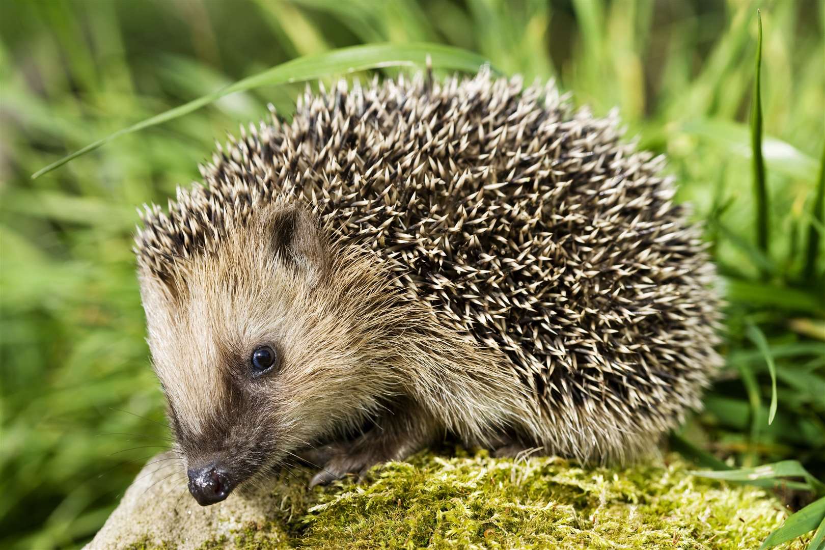 Hedgehog sitting on a stone and looking at the camera. XXXL (Canon Eos 1Ds Mark III). (12523639)