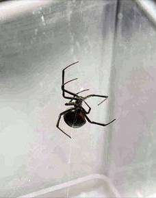 Maidstone vet Mark Rowland with a potentially-deadly black widow spider discovered in a container at Chatham Docks