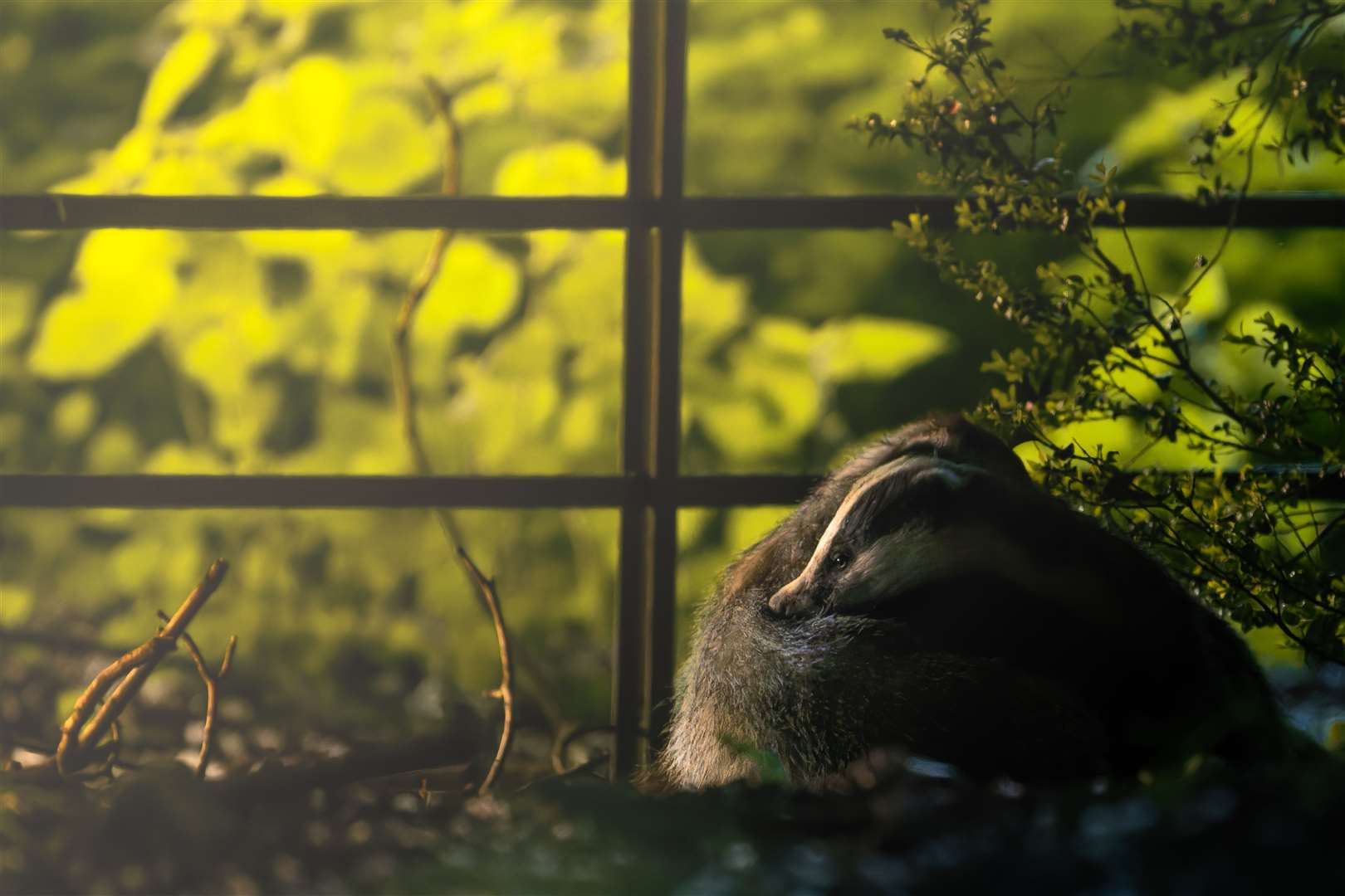 Evening Embrace – badgers bonding at Petworth by Richard Murray won third place in the wildlife category (Richard Murray/South Downs National Park Authority/PA)