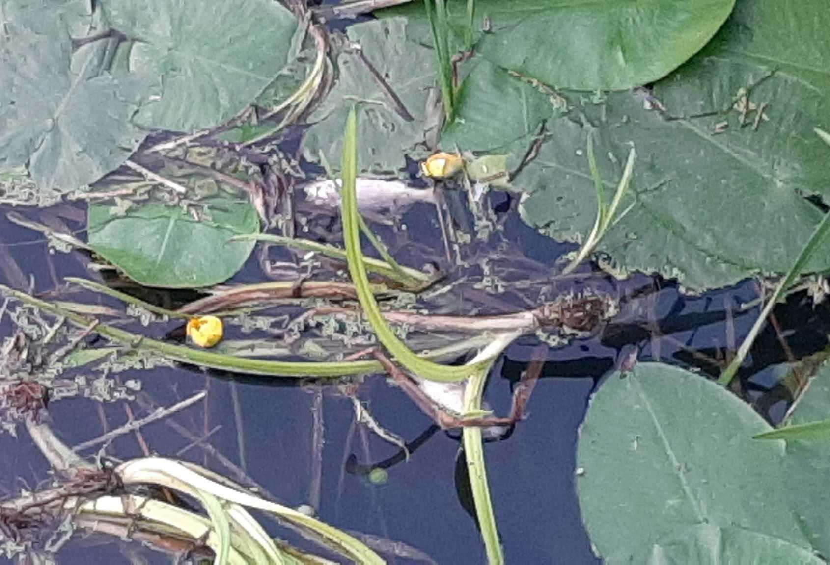 Residents spotted dead fish in a stream in Wye. Picture: Jasper Bouverie