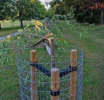 Trees have been snapped by vandals in Dane Park, Margate. Picture: Gary Taylor