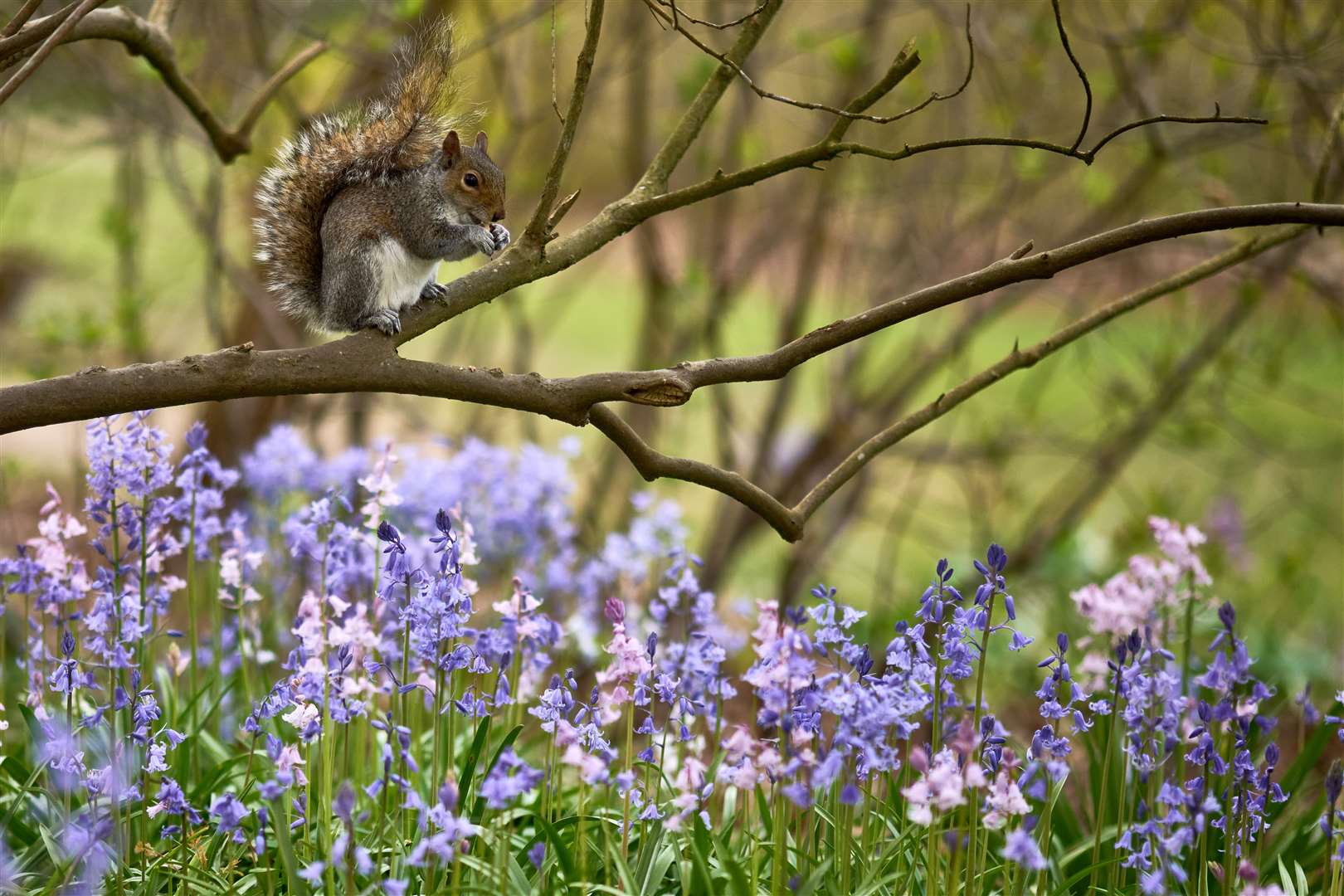 A grey squirrel in Bushy Park, London (John Walton/PA)