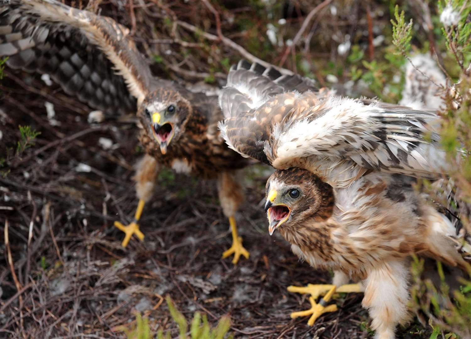 Hen harrier chicks (Owen Humphreys/PA)