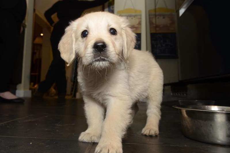 After their ordeal, the puppies are settling into family life