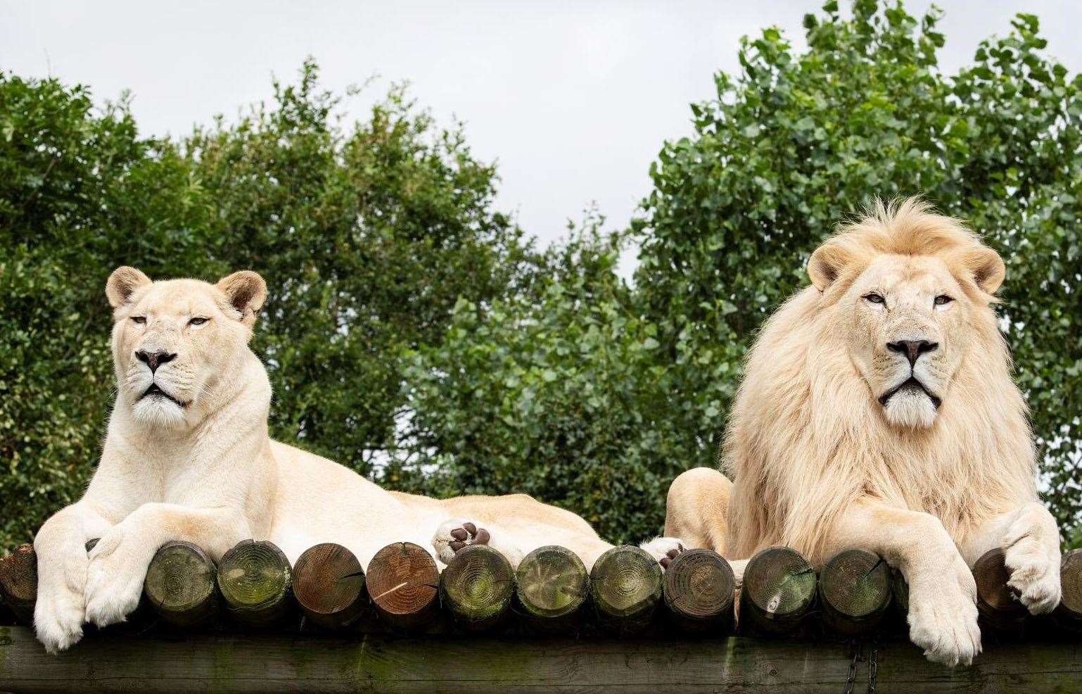 The Big Cat Sanctuary in Headcorn shares heartbreak at death of white ...