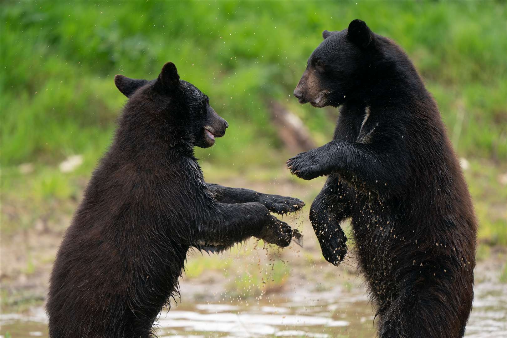 One-year-old North American black bear cubs explore their surroundings in the drive-through enclosure at Woburn Safari Park in Bedfordshire (Joe Giddens/PA)