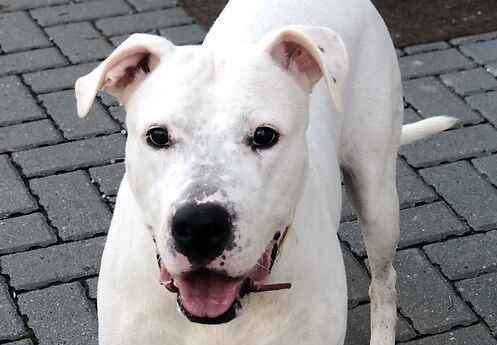 American Bulldog Luna. Picture: Last Chance Animal Rescue