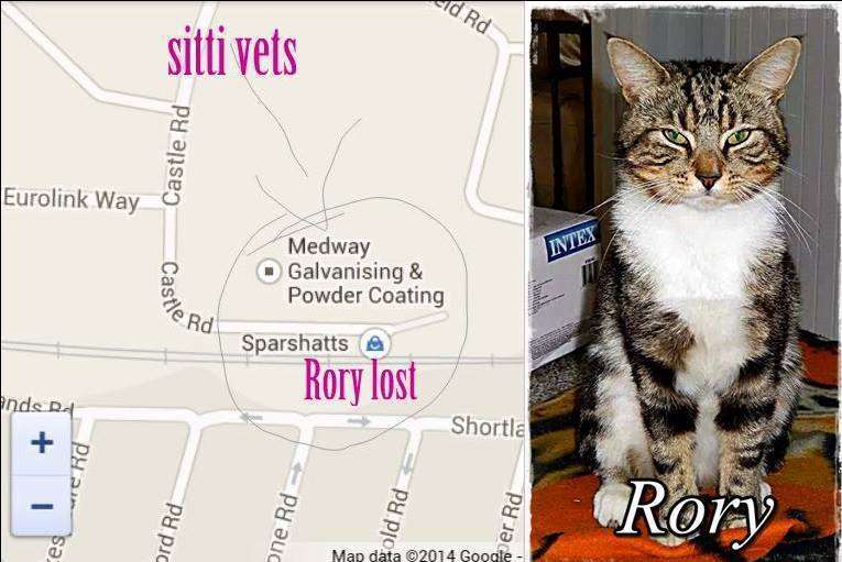 Rory the cat went missing six months ago