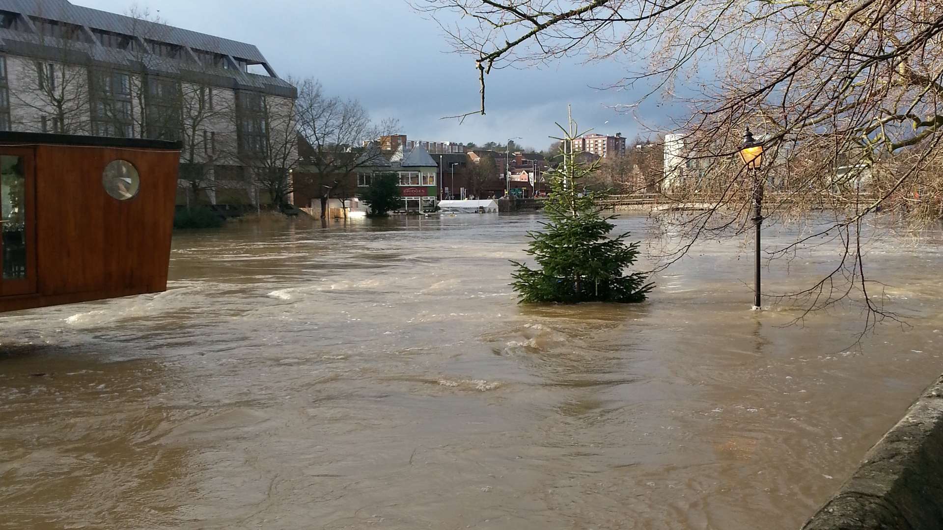 Not quite the festive Christmas tree... Picture: George Haswell