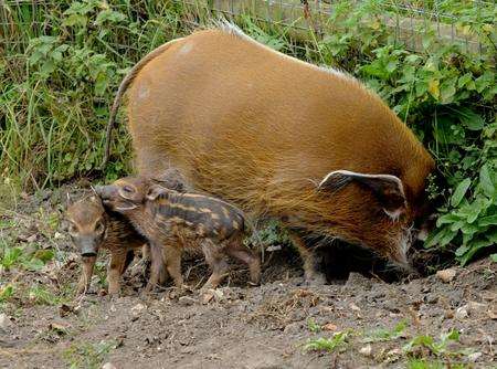 Red river hoglets at Port Lympne Wild Animal Park, near Ashford