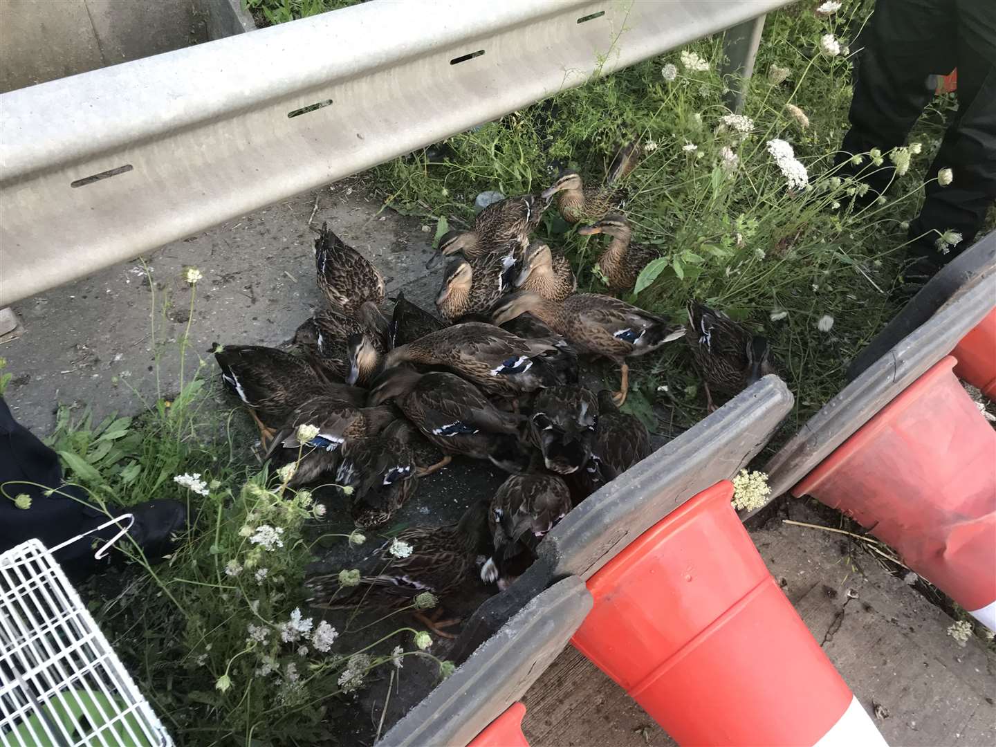 More than 60 birds were rescued from the M25 (RSPCA/PA)