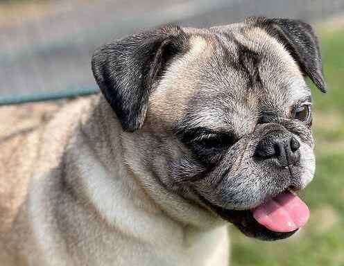 Puggles the pug. Picture: Last Chance Animal Rescue