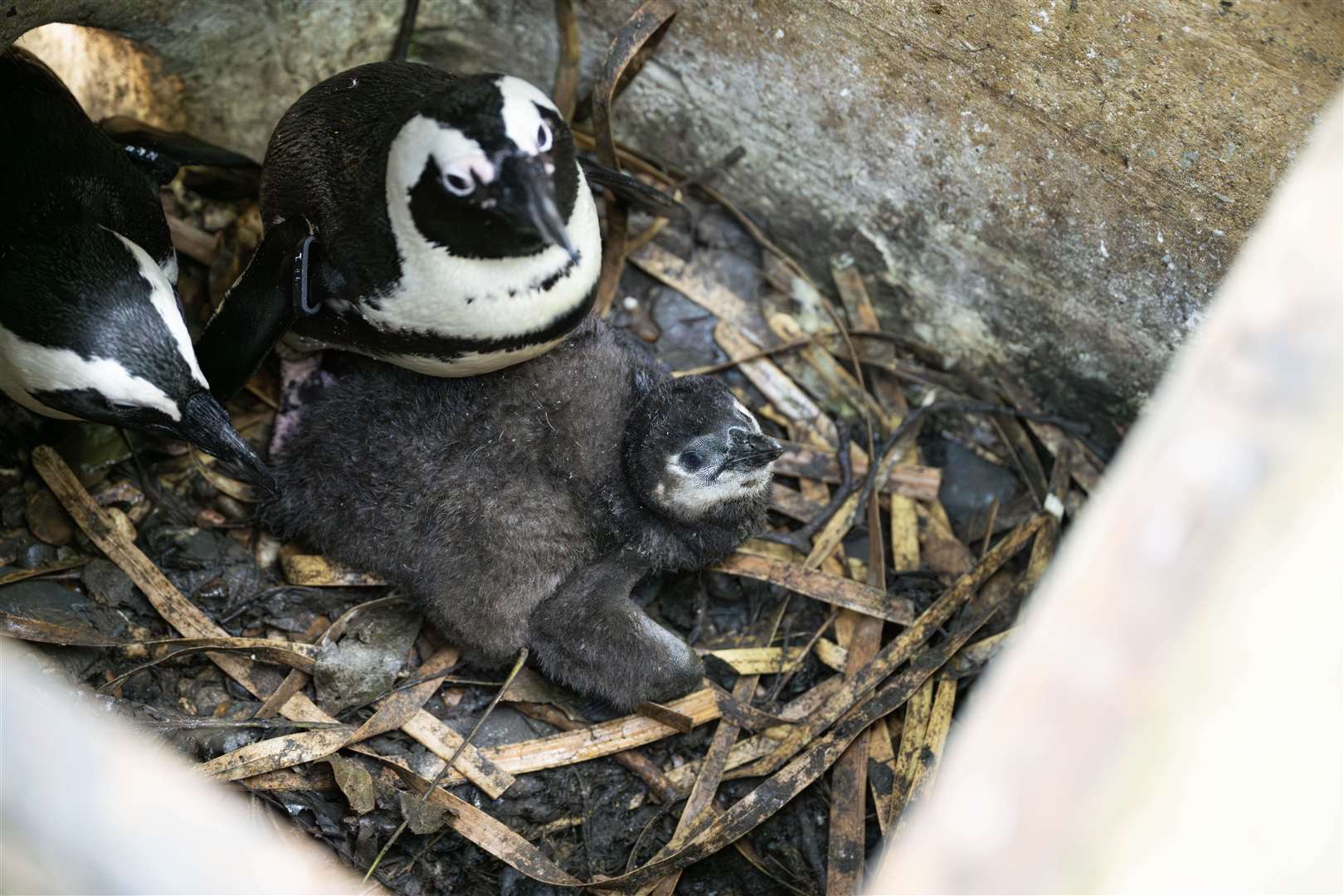 The zoo added that their lively and energetic personalities have earned them the nickname ‘the little terrors’ (Hertfordshire Zoo/PA)