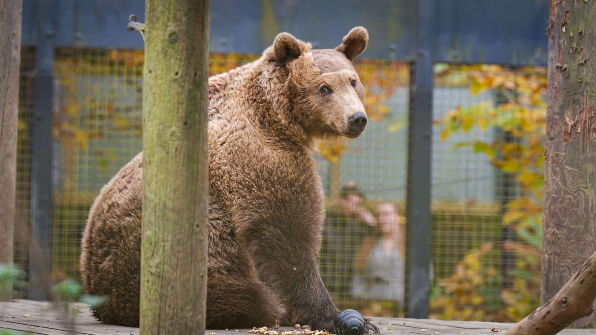 Boki the brown bear has made good progress six weeks after his pioneering brain surgery. Picture: Harding-Lee Media/Wildwood Trust