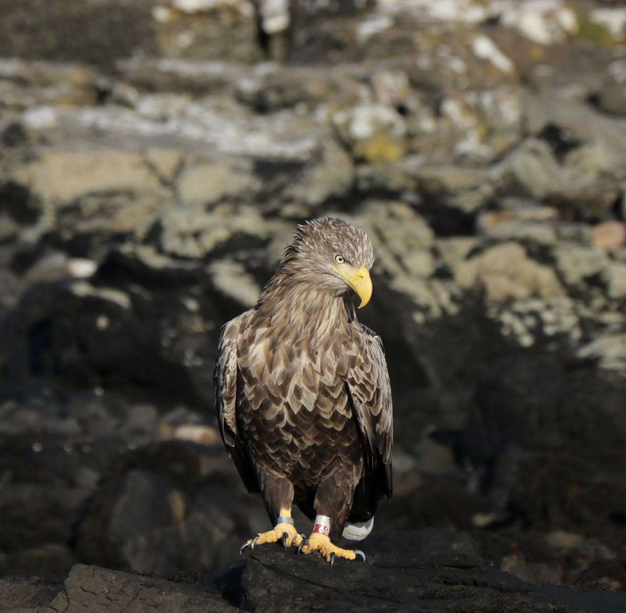 The bird of prey’s comeback has proved controversial with farmers and crofters in previous years over fears for livestock (Amanda Ferguson on behalf of RSPB/PA)