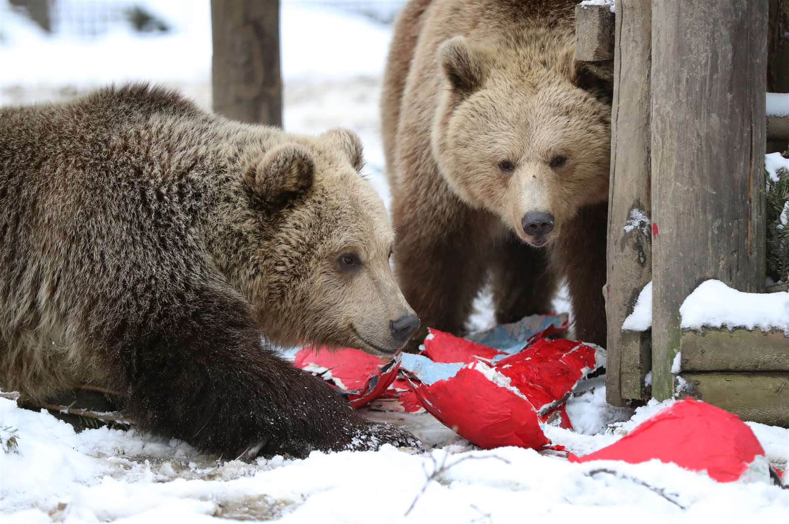 Mish, left, and Lucy at the Wildwood Trust in Herne Bay, Kent (Gareth Fuller/PA)