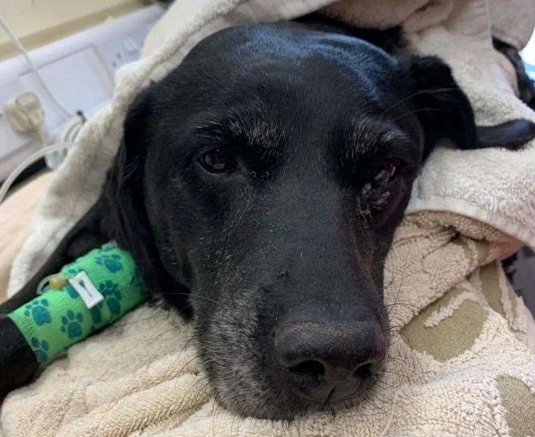 Bonnie the elderly Labrador was found in Sittingbourne