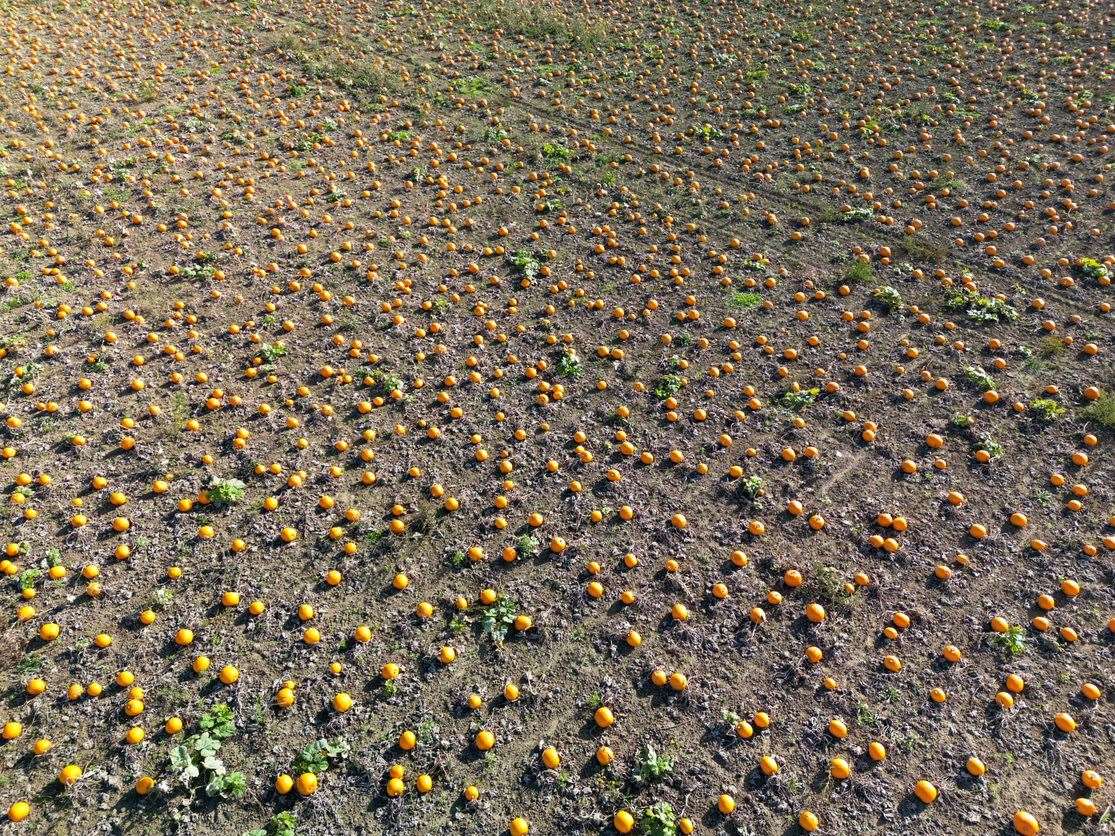 Oakley Farms said the heatwave and subsequent September downpours had caused no issues (Alan Bennett/Tesco/PA)