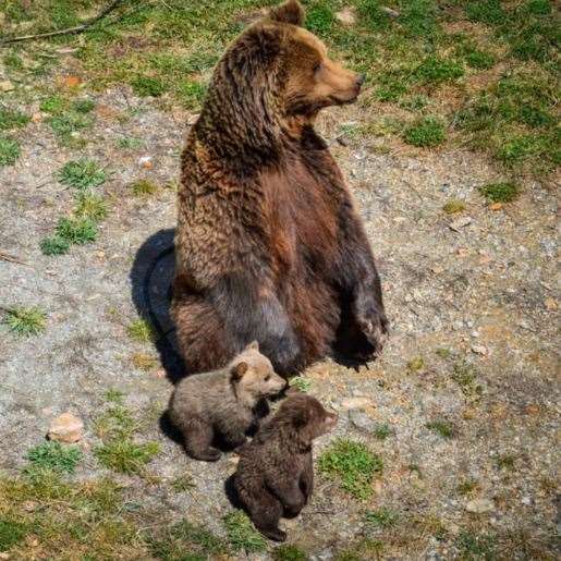 The charity is appealing for the funds to help it rehome a family of bears from Andorra. Picture: Aspinall Foundation